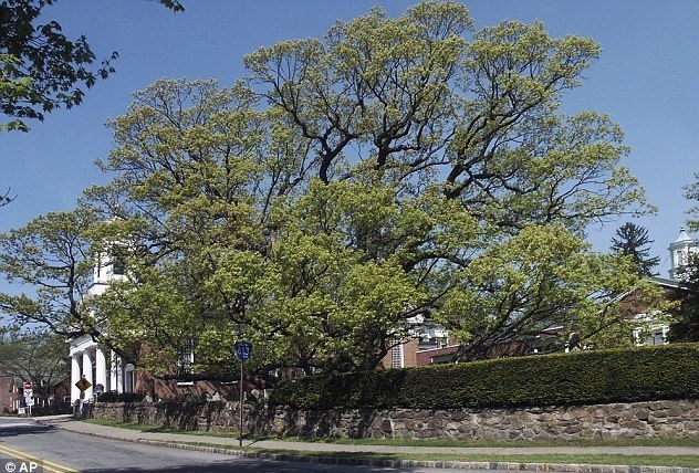 پیرترین درخت آمریکا به تبر سپرده شد + فیلم عکس