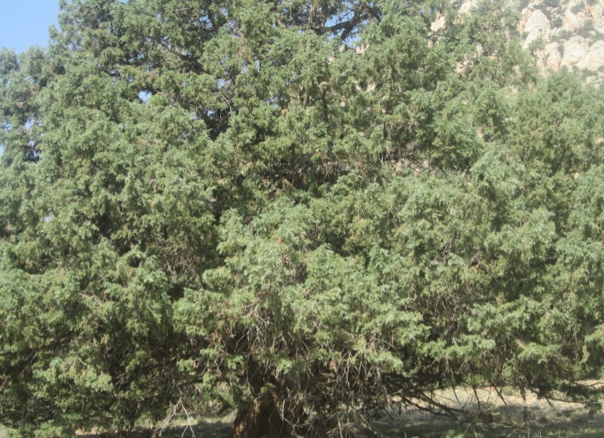 رویشگاه درختان ارس دره حاجی آباد گلستان، رویشگاهی نادر از درختان ارس در جهان