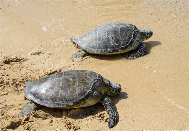 لاک‌پشت‌های دریایی در سواحل استان بوشهر پایش شدند
