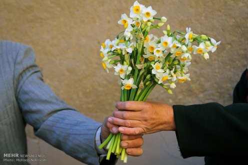 ۴۰ شاخه گل نرگس معادل یک بشکه نفت