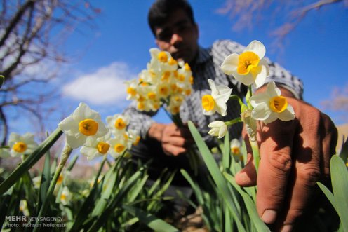 ۴۰ شاخه گل نرگس معادل یک بشکه نفت