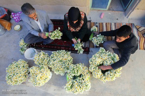 ۴۰ شاخه گل نرگس معادل یک بشکه نفت