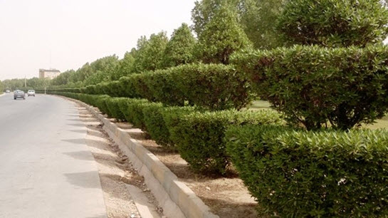 آیا کنوکارپوس ها مقصر تنگی نفس خوزستانی ها هستند؟
