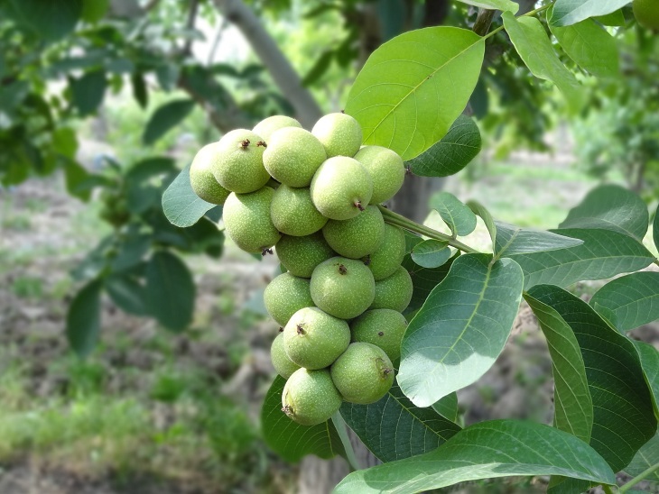 طرح باغ گردوی مدرن در بخش کوهین قزوین