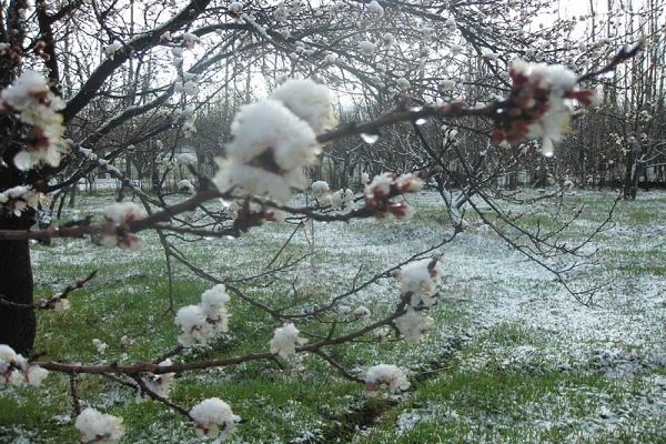 باغداران برای کاهش خسارت یخبندان بهاره ؛ توصیه های فنی را جدی بگیرند باغداران برای کاهش خسارت یخبندان بهاره ؛ توصیه های فنی را جدی بگیرند