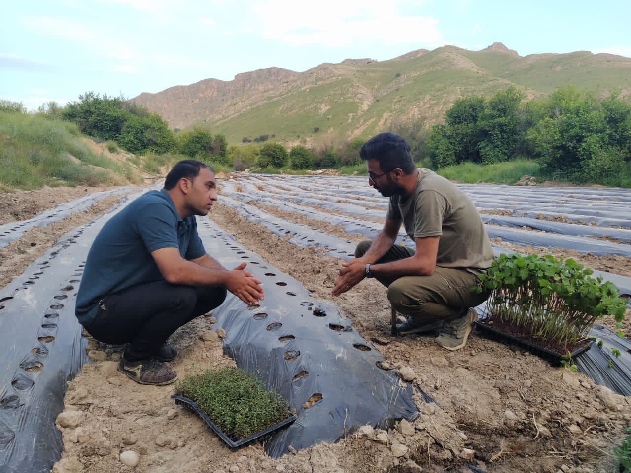 لنده، توان تولید « گیاهان دارویی» خود را افزایش میدهد/کاشت یک میلیون نشای گیاهان دارویی در سال ۱۴۰۱+تصاویر+تصاویر لنده، توان تولید « گیاهان دارویی» خود را افزایش میدهد/کاشت یک میلیون نشای گیاهان دارویی در سال ۱۴۰۱+تصاویر+تصاویر