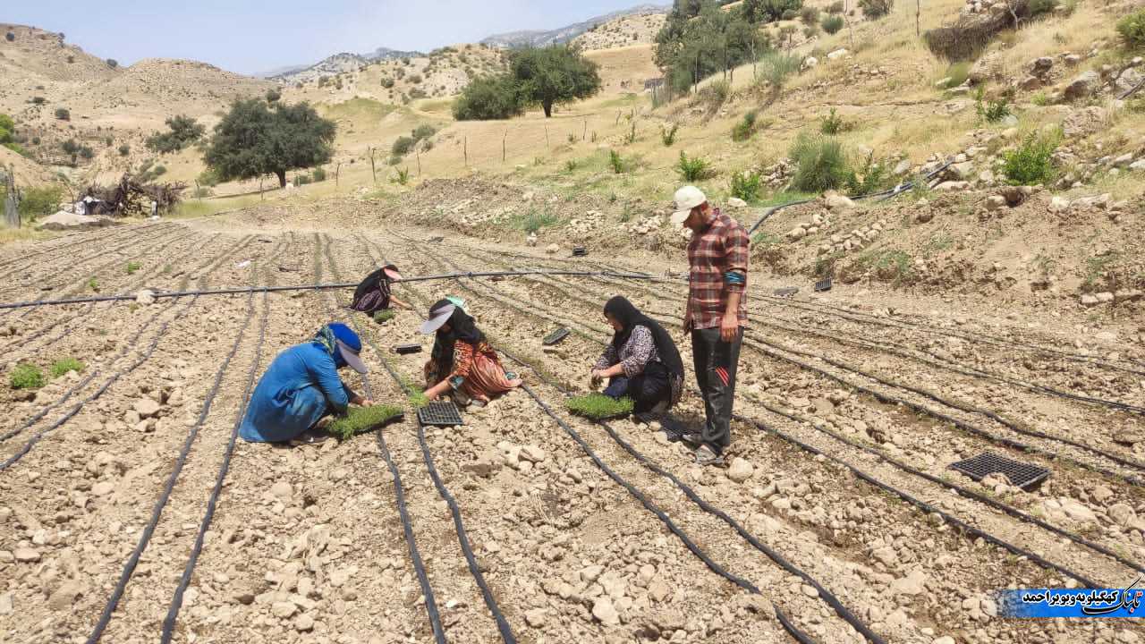 لنده، توان تولید « گیاهان دارویی» خود را افزایش میدهد/کاشت یک میلیون نشای گیاهان دارویی در سال ۱۴۰۱+تصاویر+تصاویر لنده، توان تولید « گیاهان دارویی» خود را افزایش میدهد/کاشت یک میلیون نشای گیاهان دارویی در سال ۱۴۰۱+تصاویر+تصاویر