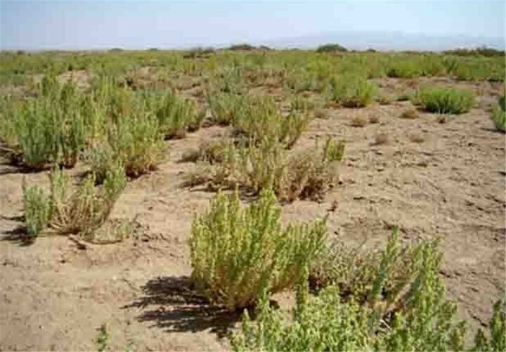 زنگ خطر بیابانزایی در ۱۲ روستای استان همدان/ از مقاومت محلی تا چالشهای احیای اراضی زنگ خطر بیابانزایی در ۱۲ روستای استان همدان/ از مقاومت محلی تا چالشهای احیای اراضی