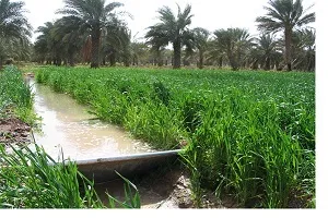 خبر خوش برای نخلداران شادگان/ آب کارون به جراحی منتقل می‌شود
