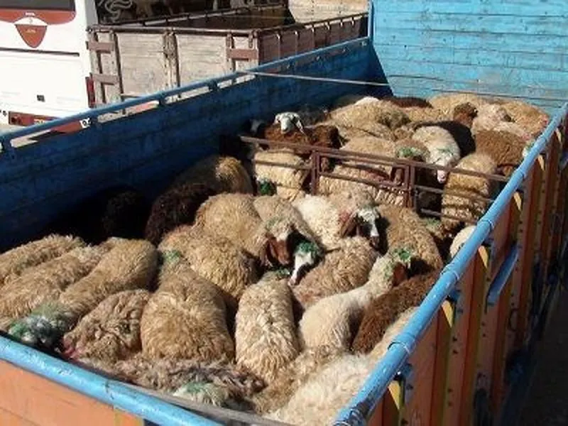 کشف 44 راس دام قاچاق در روانسر