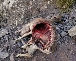 کنترل طاعون نشخوارکنندگان کوچک در اصفهان