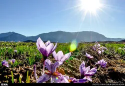 کشت زعفران و گیاهان دارویی بجای گردو در یزد