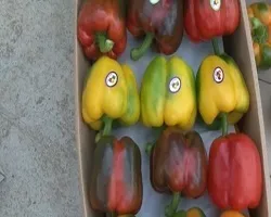 فعالیت بیش از 300 واحد گلخانه در نجف آباد