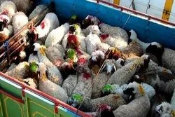 کشف و مهار ۲۵۷ راس دام قاچاق در مرز مریوان