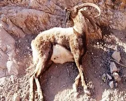 طاعون نشخوارکنندگان 180 راس وحوش پارک کلاه قاضی اصفهان را تلف کرد